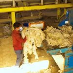 جمیل کرک بافت (8)